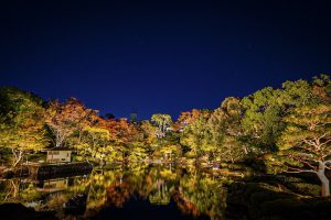 白鳥庭園、観楓会、紅葉、ライトアップ、11月、秋、名古屋市熱田区の観光・撮影スポットの画像と写真