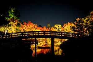 白鳥庭園、観楓会、紅葉、ライトアップ、11月、秋、名古屋市熱田区の観光・撮影スポットの画像と写真