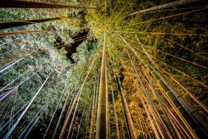 白鳥庭園、観楓会、紅葉、ライトアップ、11月、秋、名古屋市熱田区の観光・撮影スポットの画像と写真