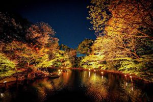 白鳥庭園、観楓会、紅葉、ライトアップ、11月、秋、名古屋市熱田区の観光・撮影スポットの画像と写真