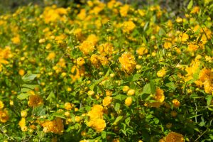 アクアワールド水郷パークセンター、4月の春の花、岐阜県海津市の観光・撮影スポットの画像と写真