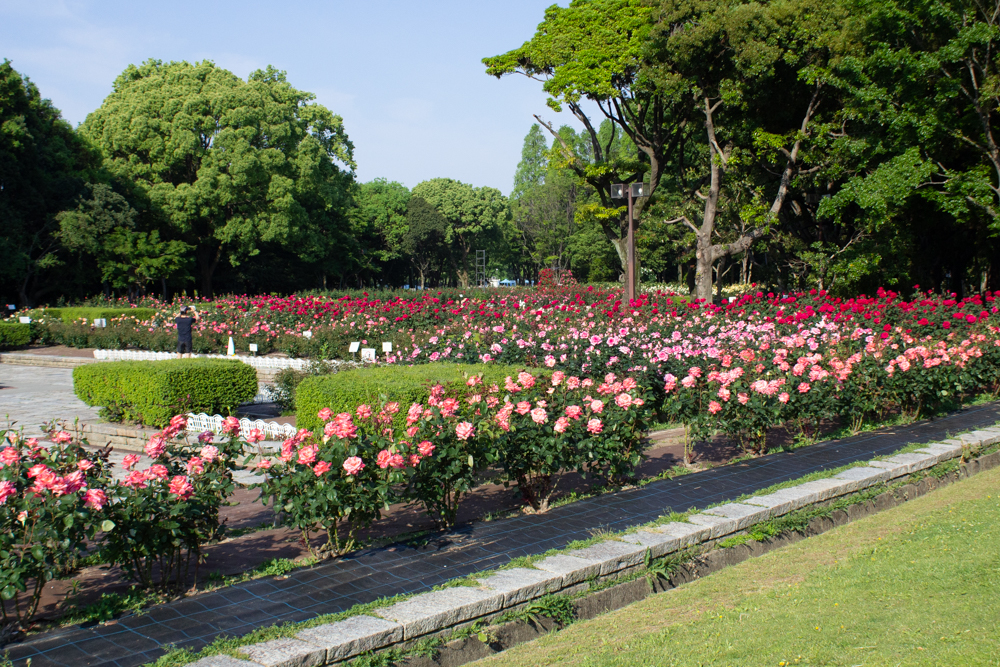 庄内緑地公園、バラ園、5月の夏の花、愛知県西区の観光・撮影スポットの画像と写真