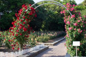 庄内緑地公園、バラ園、5月の夏の花、愛知県西区の観光・撮影スポットの画像と写真