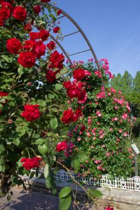庄内緑地公園、バラ園、5月の夏の花、愛知県西区の観光・撮影スポットの画像と写真