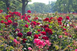 庄内緑地公園、バラ園、5月の夏の花、愛知県西区の観光・撮影スポットの画像と写真