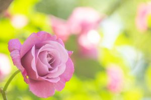 庄内緑地公園、バラ園、5月の夏の花、愛知県西区の観光・撮影スポットの画像と写真