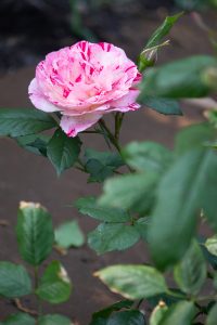 庄内緑地公園、バラ園、5月の夏の花、愛知県西区の観光・撮影スポットの画像と写真