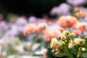 庄内緑地公園、バラ園、5月の夏の花、愛知県西区の観光・撮影スポットの画像と写真