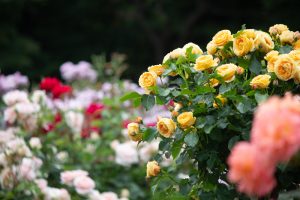 庄内緑地公園、バラ園、5月の夏の花、愛知県西区の観光・撮影スポットの画像と写真