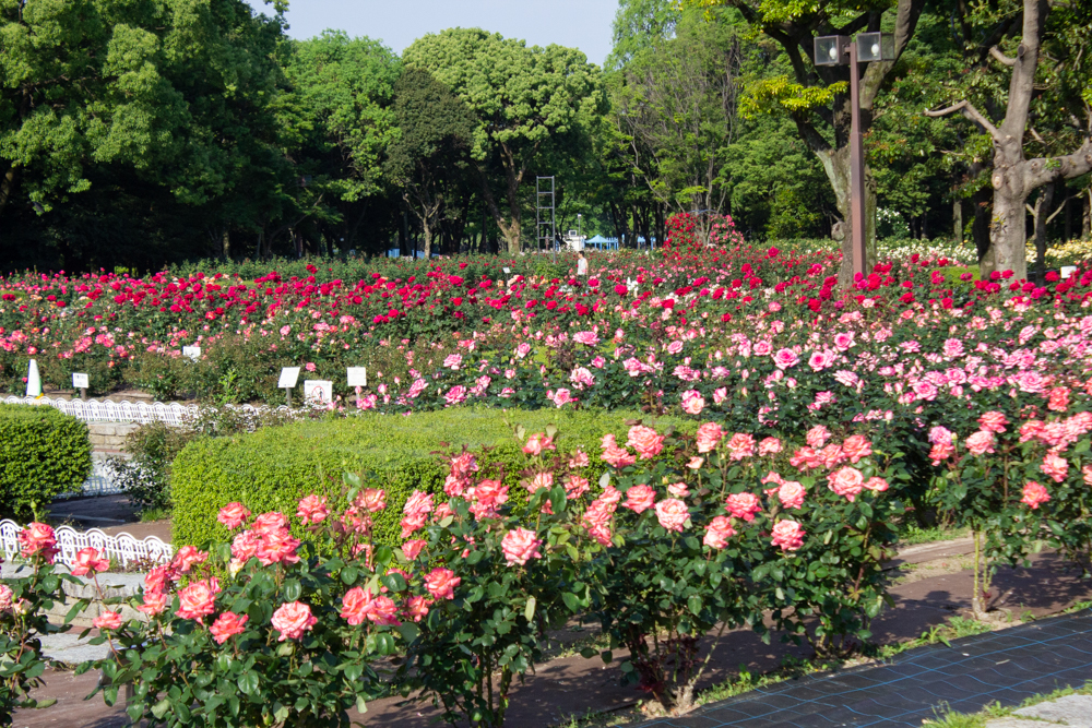 庄内緑地公園、バラ園、5月の夏の花、愛知県西区の観光・撮影スポットの画像と写真