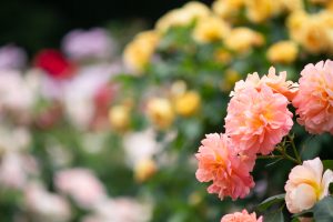 庄内緑地公園、バラ園、5月の夏の花、愛知県西区の観光・撮影スポットの画像と写真