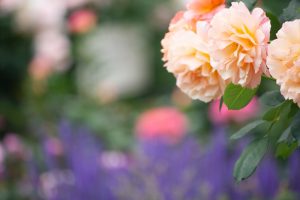 庄内緑地公園、バラ園、5月の夏の花、愛知県西区の観光・撮影スポットの画像と写真庄内緑地公園、バラ園、5月の夏の花、愛知県西区の観光・撮影スポットの画像と写真