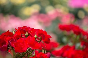 庄内緑地公園、バラ園、5月の夏の花、愛知県西区の観光・撮影スポットの画像と写真