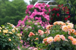 庄内緑地公園、バラ園、5月の夏の花、愛知県西区の観光・撮影スポットの画像と写真