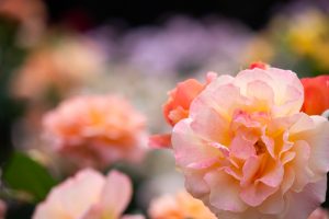 庄内緑地公園、バラ園、5月の夏の花、愛知県西区の観光・撮影スポットの画像と写真