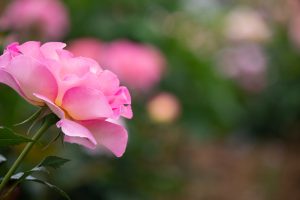 庄内緑地公園、バラ園、5月の夏の花、愛知県西区の観光・撮影スポットの画像と写真
