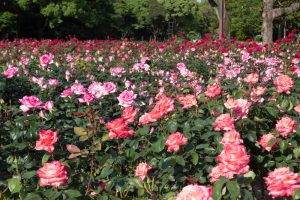 庄内緑地公園、バラ園、5月の夏の花、愛知県西区の観光・撮影スポットの画像と写真