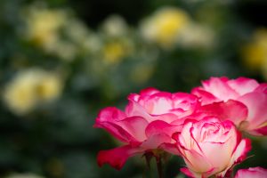 庄内緑地公園、バラ園、5月の夏の花、愛知県西区の観光・撮影スポットの画像と写真