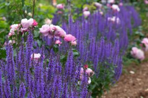 庄内緑地公園、バラ園、5月の夏の花、愛知県西区の観光・撮影スポットの画像と写真