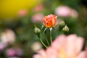 庄内緑地公園、バラ園、5月の夏の花、愛知県西区の観光・撮影スポットの画像と写真