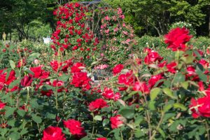 庄内緑地公園、バラ園、5月の夏の花、愛知県西区の観光・撮影スポットの画像と写真