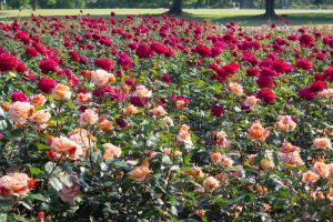 庄内緑地公園、バラ園、5月の夏の花、愛知県西区の観光・撮影スポットの画像と写真