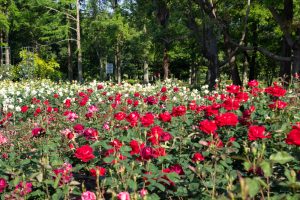 庄内緑地公園、バラ園、5月の夏の花、愛知県西区の観光・撮影スポットの画像と写真