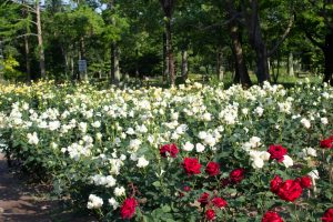 庄内緑地公園、バラ園、5月の夏の花、愛知県西区の観光・撮影スポットの画像と写真