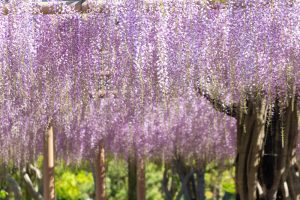 天王川公園、藤、5月の夏の花、愛知県津島市の観光・撮影スポットの画像と写真