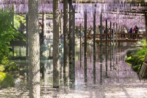 天王川公園、藤、5月の夏の花、愛知県津島市の観光・撮影スポットの画像と写真