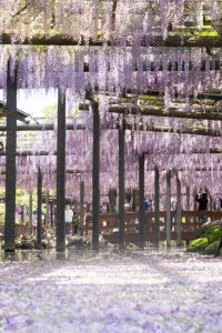 天王川公園、藤、5月の夏の花、愛知県津島市の観光・撮影スポットの画像と写真