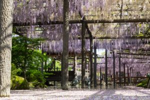 天王川公園、藤、5月の夏の花、愛知県津島市の観光・撮影スポットの画像と写真