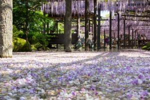 天王川公園、藤、5月の夏の花、愛知県津島市の観光・撮影スポットの画像と写真