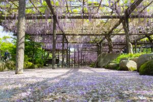天王川公園、藤、5月の夏の花、愛知県津島市の観光・撮影スポットの画像と写真