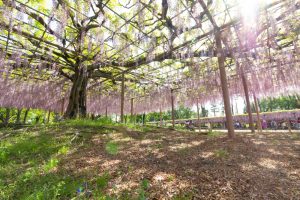 天王川公園、藤、5月の夏の花、愛知県津島市の観光・撮影スポットの画像と写真