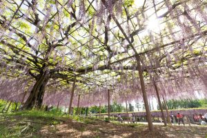 天王川公園、藤、5月の夏の花、愛知県津島市の観光・撮影スポットの画像と写真
