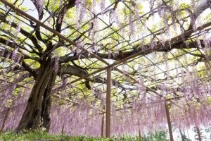 天王川公園、藤、5月の夏の花、愛知県津島市の観光・撮影スポットの画像と写真