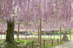 天王川公園、藤、5月の夏の花、愛知県津島市の観光・撮天王川公園、藤、5月の夏の花、愛知県津島市の観光・撮影スポットの画像と写真