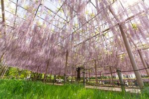 天王川公園、藤、5月の夏の花、愛知県津島市の観光・撮影スポットの画像と写真