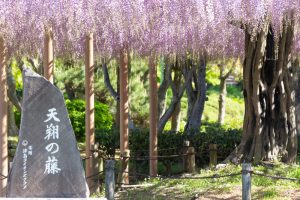 天王川公園、藤、5月の夏の花、愛知県津島市の観光・撮影スポットの画像と写真