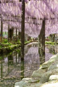 天王川公園、藤、5月の夏の花、愛知県津島市の観光・撮影スポットの画像と写真