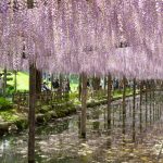 天王川公園、藤、5月の夏の花、愛知県津島市の観光・撮影スポットの画像と写真