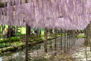 天王川公園、藤、5月の夏の花、愛知県津島市の観光・撮影スポットの画像と写真