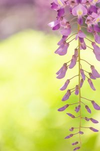天王川公園、藤、5月の夏の花、愛知県津島市の観光・撮影スポットの画像と写真