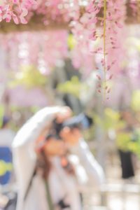 天王川公園、藤、5月の夏の花、愛知県津島市の観光・撮影スポットの画像と写真