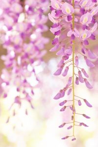 天王川公園、藤、5月の夏の花、愛知県津島市の観光・撮影スポットの画像と写真