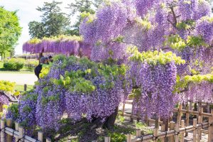 天王川公園、藤、5月の夏の花、愛知県津島市の観光・撮影スポットの画像と写真