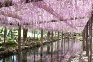 天王川公園、藤、5月の夏の花、愛知県津島市の観光・撮影スポットの画像と写真
