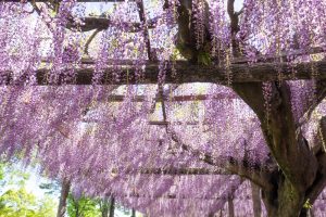天王川公園、藤、5月の夏の花、愛知県津島市の観光・撮影スポットの画像と写真