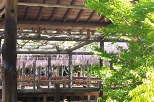 天王川公園、藤、5月の夏の花、愛知県津島市の観光・撮影スポ天王川公園、藤、5月の夏の花、愛知県津島市の観光・撮影スポットの画像と写真